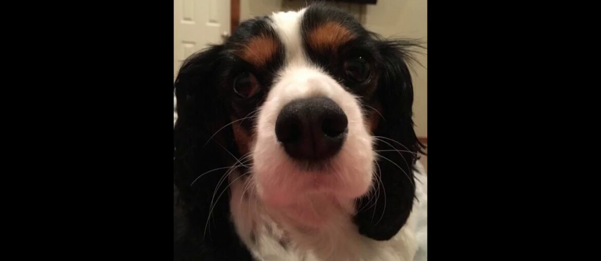 Milk-Bone Good Morning Daily Vitamin Dog Treats, Total Wellness,15-Ounce Bottles