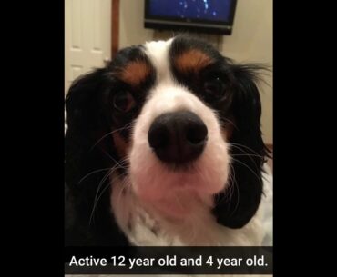 Milk-Bone Good Morning Daily Vitamin Dog Treats, Total Wellness,15-Ounce Bottles