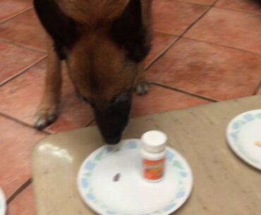 Dr. LeMay's Vitamin Dog Test