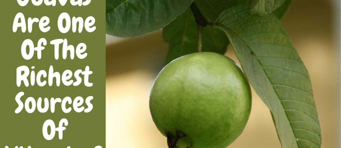 How To Grow Guavas || Guava Nutrition || Guavas Nutritional Benefits