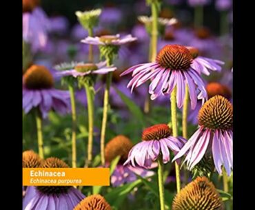 Herb Pharm Certified Organic Super Echinacea Liquid Extract for Active Immune System Support -...