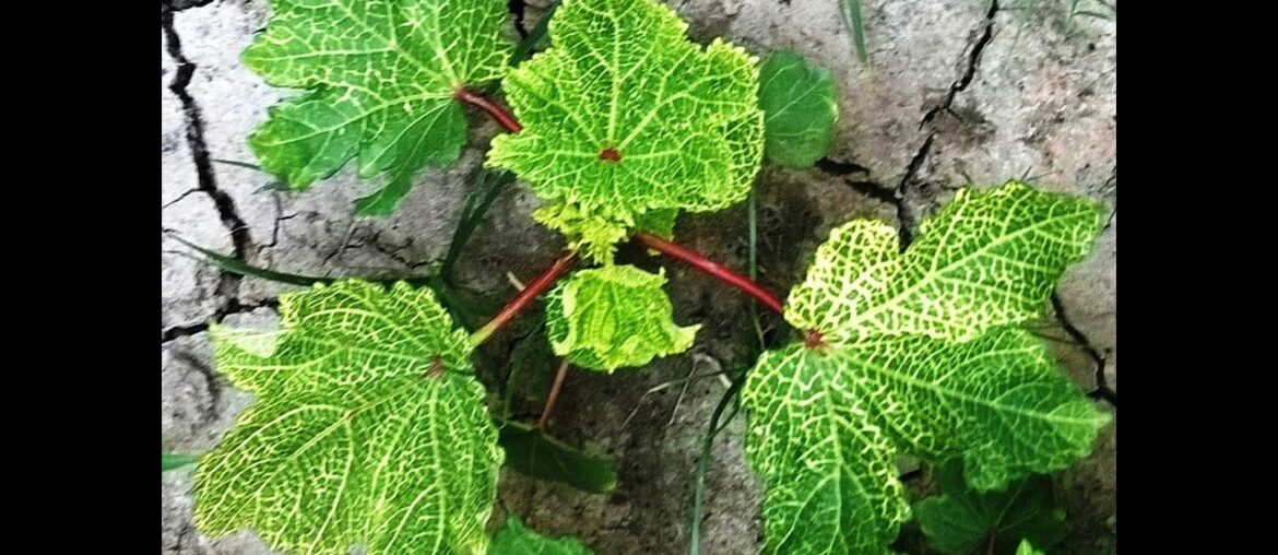 Plant Nutrition Tutorial: Diagnosis of Nutrient Deficiency