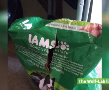 IAMS Adult Minichunks Dry Dog Food Chicken and Whole Grains Recipe 13.61kg (30LB) - 13.6kg (101...