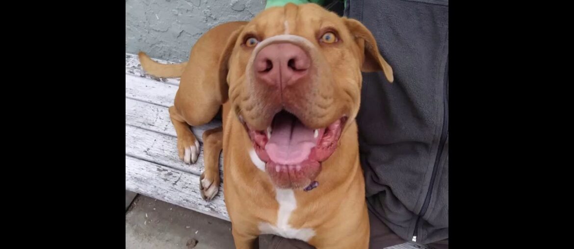 Hill's Science Diet Dry Dog Food, Puppy, Chicken Meal & Barley Recipe