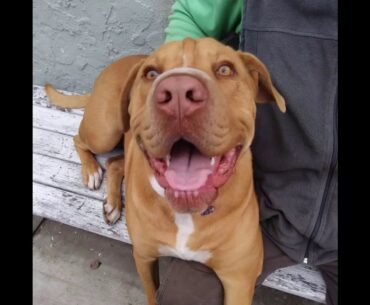 Hill's Science Diet Dry Dog Food, Puppy, Chicken Meal & Barley Recipe