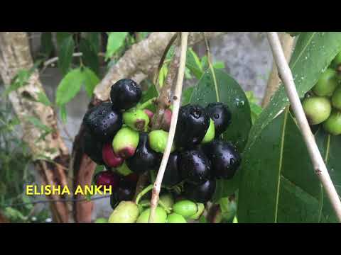 The Great healer  Zinc and Vitamin C Navigate your life, from a sick state to wellness