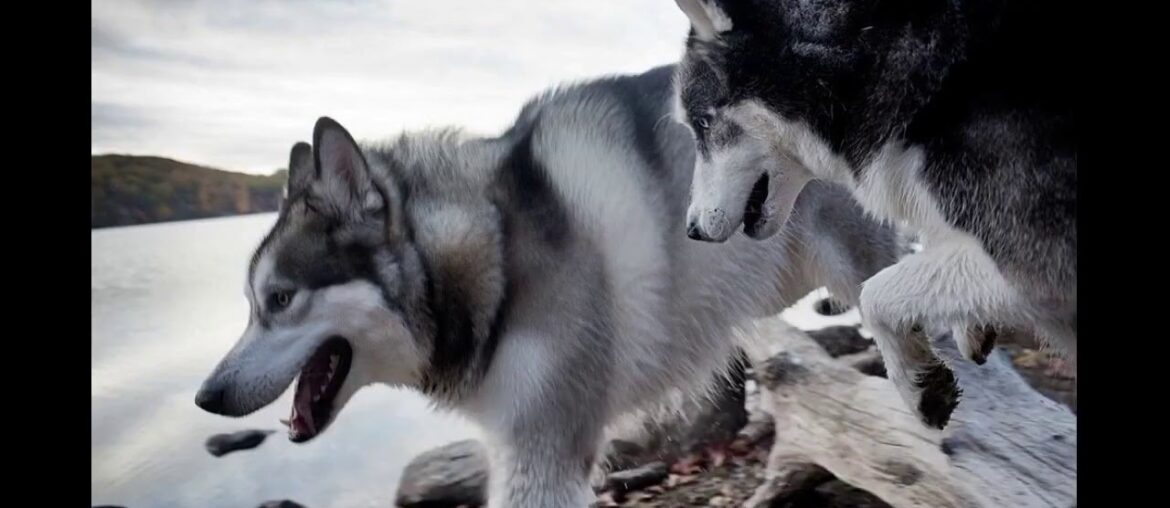 Nutramax Dasuquin with MSM Soft Chews