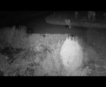 2020 08 20   Coronavirus Purge, angry style