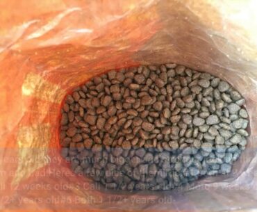 IAMS Proactive Health Adult Original with Chicken Dry Cat Food 7 Pounds