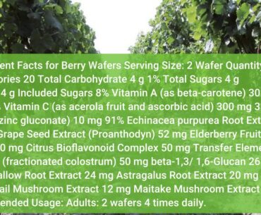 Rapid Fire Immune Wellness Tea Shot - Windmill Vitamins Things To Know Before You Get This