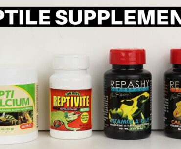 Calcium And Vitamin Supplements For Reptiles And Amphibians - Benjamin's Exotics