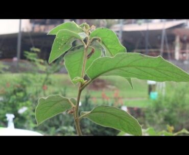 WHY KENYANS SHOULD ADJUST TO HERBS FOR BODY IMMUNITY DURING COVID 19 PANDEMIC PERIOD!!!