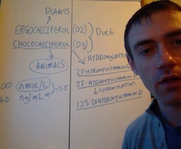 Vitamin D Terminology Overview