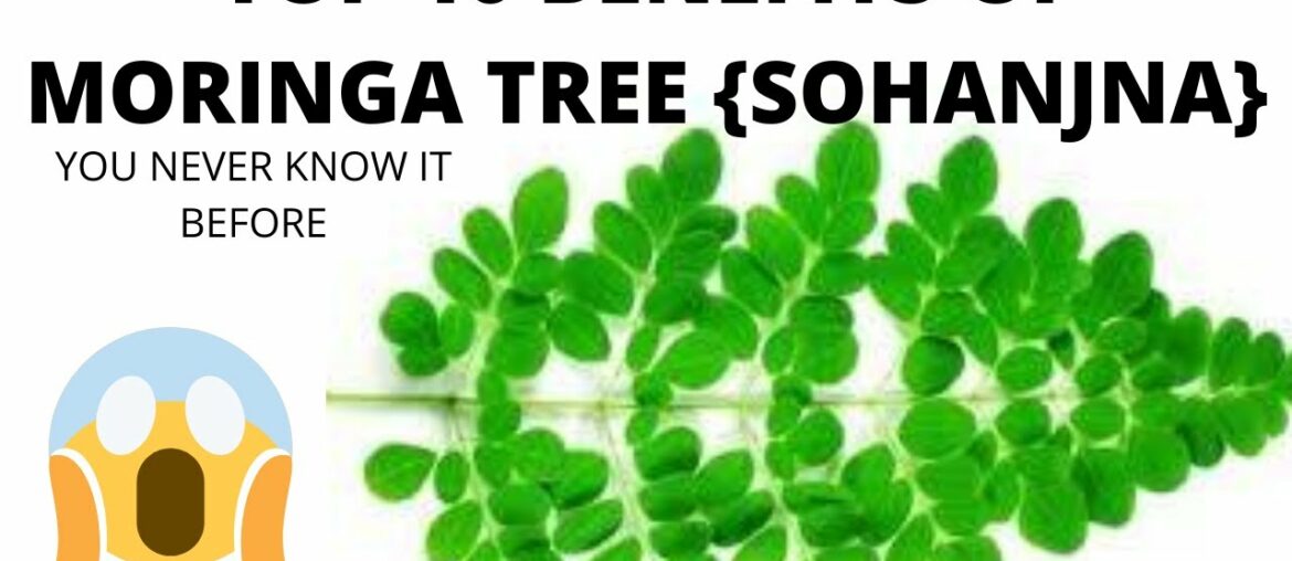 moringa tree benefits || top 10 || new 2020 || fast healthy tips 4 you