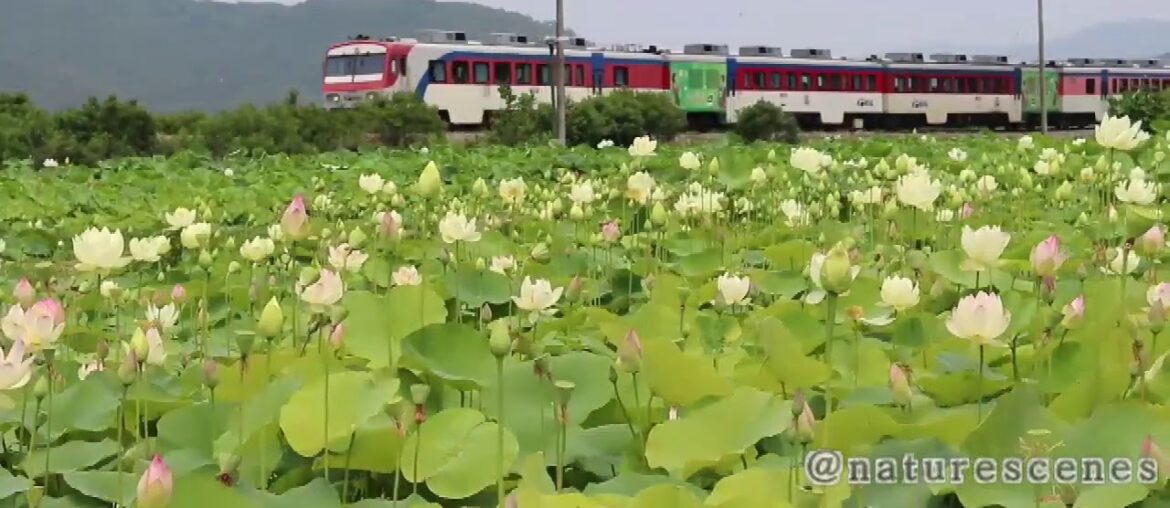 Latest Nature Scenes|| Train scenes || Latest 2020