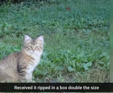 WHISKAS Dry Cat Food Meaty Selections with Real Chicken, 9.1 kg, Bag, N/A, 142602