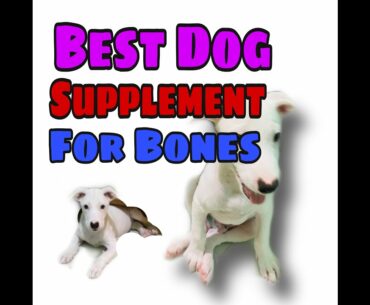 Importance of Dog Vitamins for the Bones| Dogs Supplement for the bones