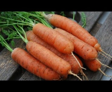 Baby Carrot Nutrition Health Benefits