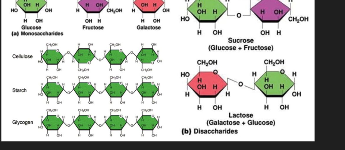 Physiology- Nutrients in our food- Part II/ Carbohydrates, fats , vitamins in our food