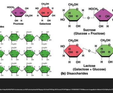 Physiology- Nutrients in our food- Part II/ Carbohydrates, fats , vitamins in our food