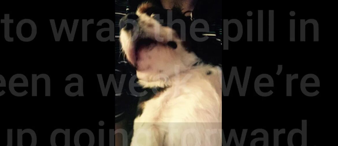 Pet Tabs Plus For Dogs Vitamin Supplement, 180 Count