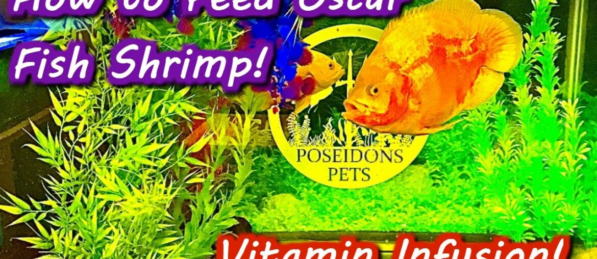 How to Feed Oscar Fish Shrimp - Vitamin Infusion