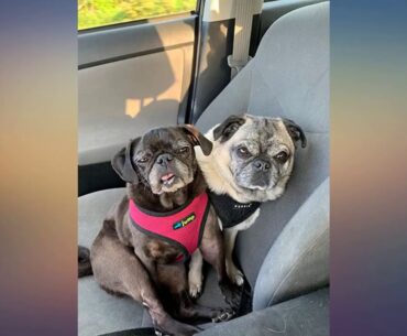 Zesty Paws Senior Advanced Multivitamin for Dogs - Glucosamine Chondroitin for Hip review