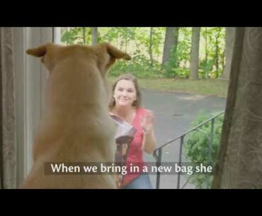 Wellness Core Natural Grain Free Dry Dog Food, Original Turkey & Chicken, 12-Pound Bag Reviews