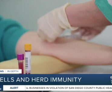 In Depth: T Cells and herd immunity