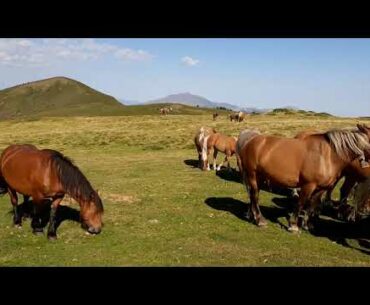 " Herd Immunity--a point of view"