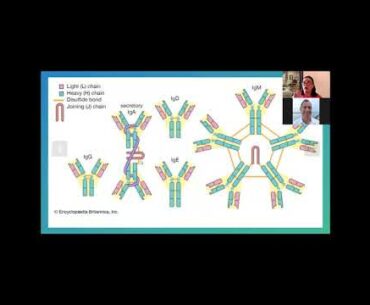 The Immune System and COVID 19 Testing