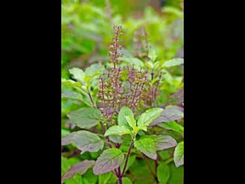 SOCIAL OUTREACH PROGRAM ON COVID AWARENESS AND AYURVEDA