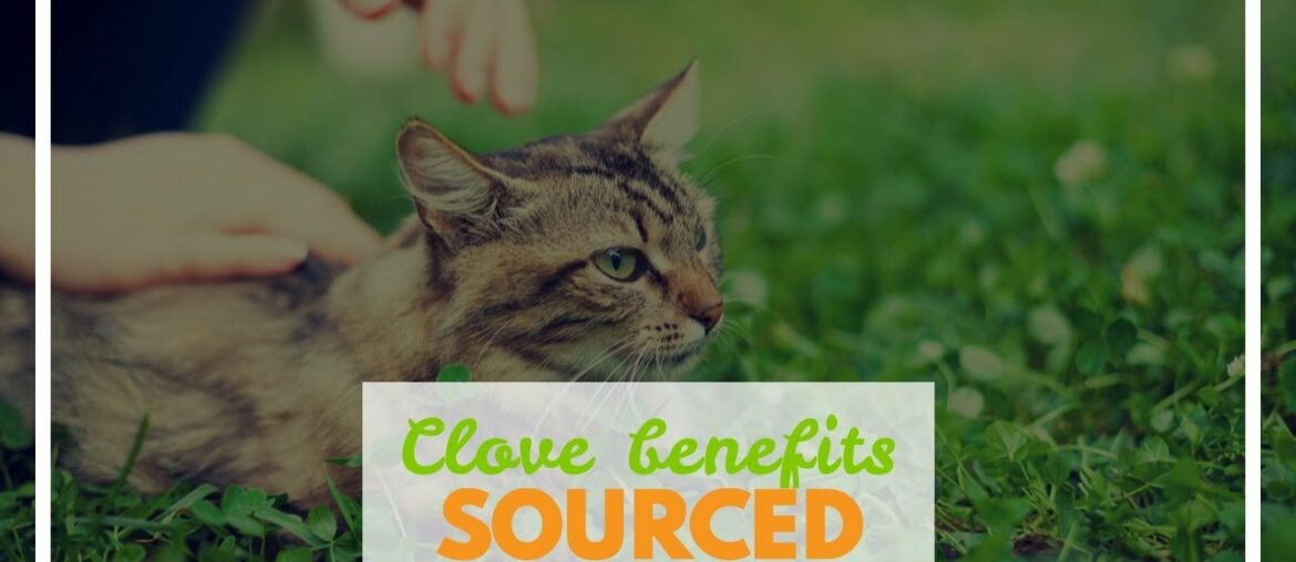 Clove benefits for men and women to be  - Trace Wellness Can Be Fun For Anyone