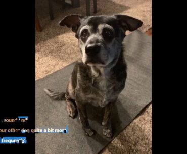 Glucosamine for Dogs Hip and Joint Supplement - Glucosamine Chondroitin for Dogs with MSM, Orga...