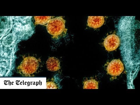 Women may have stronger immune response to coronavirus, study finds