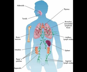 Boosting Your Immune System: You Can Start Today Things To Know Before You Get This