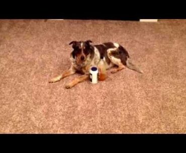 Better eyesight and immune system for dogs with these 2 supplements!