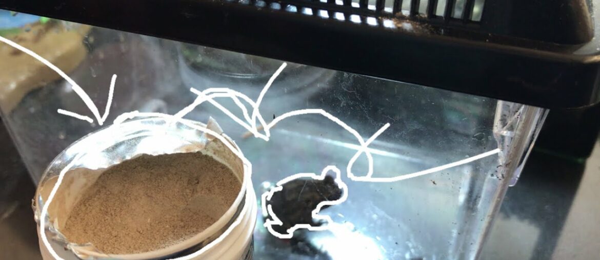 FEEDING MY TOADS WITH VITAMIN POWDER SUPPLEMENT!!!