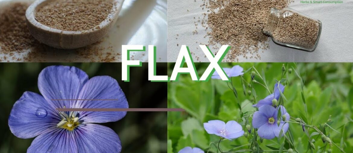 Flax - Herbazest