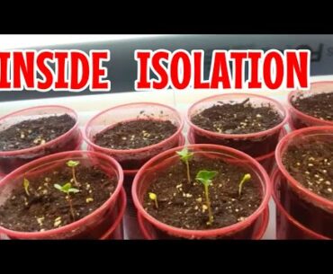 SURVIVING Corona-Virus Covid_19 Self Quarantine | INSIDE ISOLATION Day 10-12