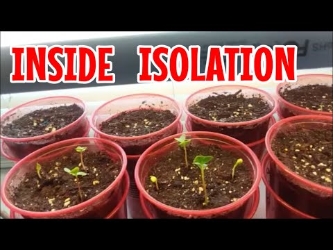 SURVIVING Corona-Virus Covid_19 Self Quarantine | INSIDE ISOLATION Day 10-12