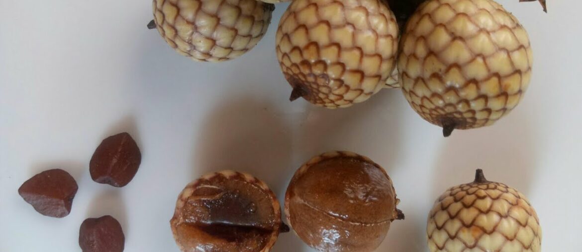 Snake Fruit: Good For Diet And To Pregnant Women Especially Morning Sickness