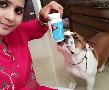 Vitamins for English Bulldog|| Drools absolute Vitamins