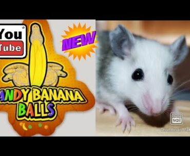 ONE A DAY VITAMINS FOR YOUR BALL PYTHONS!! Why rodent nutrition is vital to a healthy vibrant snake