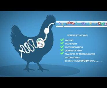 Polimeve - Soluble supplement with probiotics, vitamins, amino acids and electrolytes