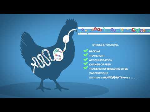 Polimeve - Soluble supplement with probiotics, vitamins, amino acids and electrolytes