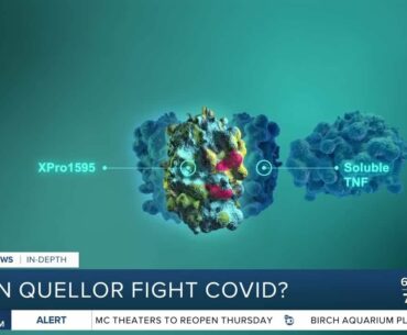 In Depth: Can Quellor fight COVID-19?