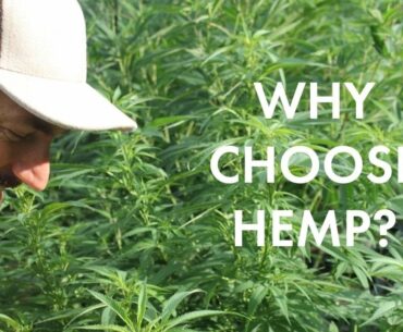 Why Choose Hemp to Support Your Wellness Routine?
