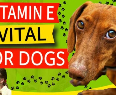 Vitamin E For Dogs (Benefits, How to Use & Dosage)
