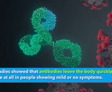 New study suggests coronavirus antibodies last longer than thought, promising news in vaccine search